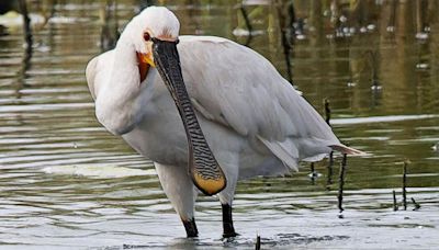 Spoonbills return to county after 360-year absence