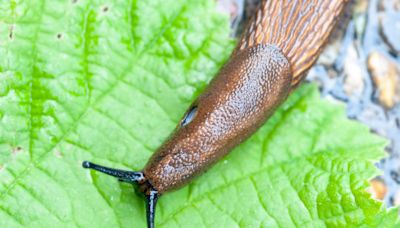 Slugs and snails ruining your garden in the wet weather? Here’s the best ways to stop them