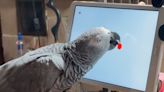 Parrots can play tablet games for enrichment. Now researchers are studying how to improve them for birds to use