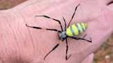 Giant venomous 'flying' spiders spreading across East Coast