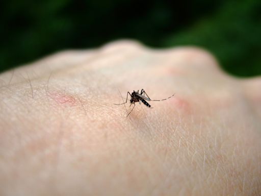 Qu'est-ce que le virus West Nile, transmis par les moustiques et observé en Guadeloupe