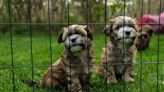 Cruel UK puppy farms putting 'cuteness' above health taken down by AI