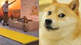 ¡Adiós, Kabosu! Perro de los memes 'doge', tiene su propia estatua; cuesta miles de dólares