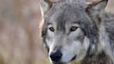 Rancher frustrations grow as wolf presence cause more life stock fatalities