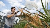 Lethal bronzing disease is a death sentence to Florida palm trees but scientists may have a solution