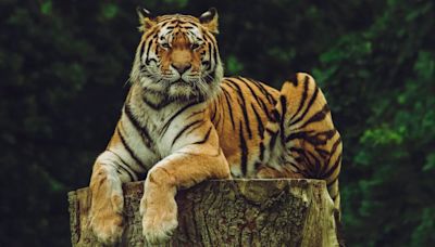 International Tiger Day 2024: Know Date, Significance And Why It Is Celebrated