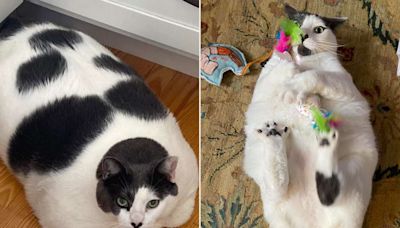 40-Lb. Rescue Cat Patches Down 15 Pounds One Year After His Adoption – See the Transformation!