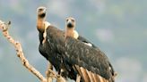 Study highlights lack of awareness about vulture conservation in Mudumalai and Sathyamangalam Tiger Reserves in T.N.