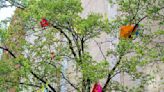 'A Sudden Gust of Wind': Pittsburgh Cultural Trust’s public art installation features kites crashed in trees