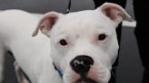 Video of Deaf Pit Bull Going Through Airport Security Is the Best