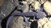 Mexican conservationists are trying to save the volcano axolotl, a beloved and endangered amphibian