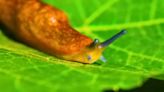 Alan Titchmarsh shares 5 flowers that slugs hate and cannot eat