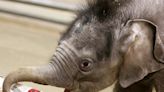Baby elephant twins open holiday presents at Syracuse zoo. See the video