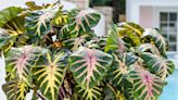 This big-leafed tropical is a double award-winning eye-grabber: George’s Plant Pick of the Week