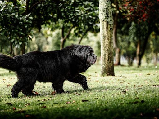 Newfoundland Dog’s Walk to the Beat of a Popular Song Is Cracking People Up