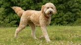 Neigbor Dog Steals Goldendoodle’s Toy and People Are Calling It a ‘Dognapping'