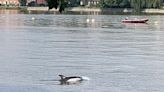Stay away from dolphin seen in the Thames, rescuers warn