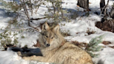 Wandering Mexican gray wolf captured in New Mexico — for second time. ‘Frustrating’