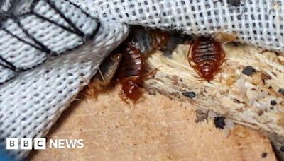 Tottenham couple say home blighted by council-house bed bugs