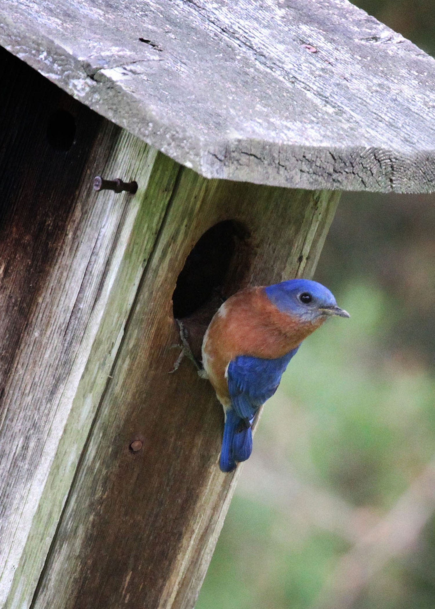 Baby birds are fledging. So should you now clean out the nest boxes?