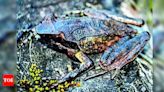 New horned frog found in Arunachal | Shillong News - Times of India