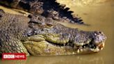 Ataque de crocodilos: a busca desesperada por criança que desapareceu em águas com animais na Austrália