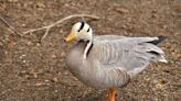 Bar-head Goose Getting Happy Feet at San Antonio Aquarium Is the Best