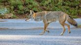 California woman discovers ‘whole’ coyote family living underneath her home