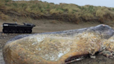 Beached whale's jawbone cut off with chainsaw
