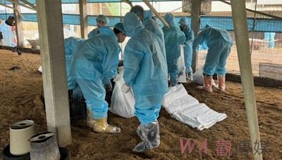 褒忠土雞場發生H5N1禽流感 撲殺銷毀7,824隻黑羽土雞