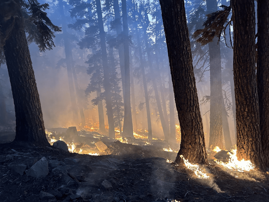 Coffee Pot Fire jumps the river, drones used to protect giant sequoias