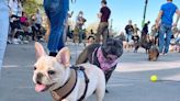 How a French bulldog meetup in New York became the center of viral debate