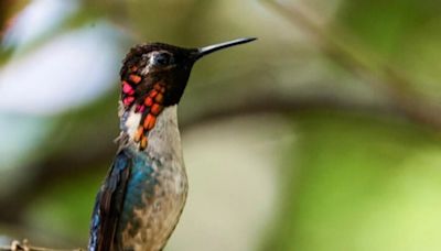 Es el ave más pequeña del mundo y encontró refugio en una casa con jardín en Cuba