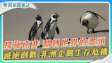 【探祕南非】滅絕倒數 搶救非洲企鵝｜華視新聞雜誌