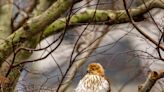 Here's why some North American bird names no longer fly