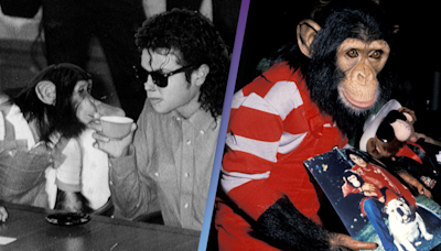 People shocked to discover Michael Jackson's chimpanzee Bubbles is still alive at 40 years old