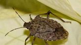5 most common winter bugs in Livingston County, and how to keep them out of your home