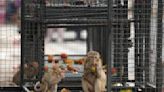 Thai town maddened by marauding monkeys launches plan to lock them up and send them away