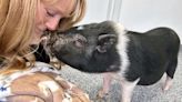 Pig Named Snoop Hogg Looking for Home After Being Saved from the Streets of Philadelphia (Exclusive)