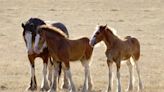 Woman Cuddling Baby Clydesdales Is Living Everyone's Dream