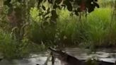 Jacaré e sucuri se enfrentam em parque no Pantanal do Mato Grosso; veja vídeo