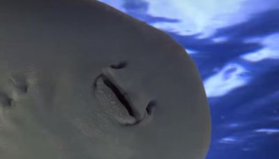 Still Pregnant: Charlotte The Stingray Keeps The World Waiting!