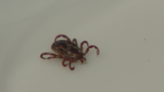 Combating ticks for Lyme Disease Awareness Month in NEPA