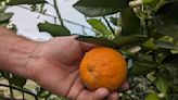 In Central Florida, scientists battle citrus disease with genetic engineering