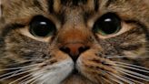 Fifth of cat owners ‘do not intend to get their pet microchipped’