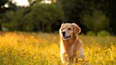 Golden Retriever Can't Stop Wagging Her Tail After Rescue From Breeding Facility in Thailand