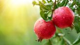 False Facts About Pomegranates You Thought Were True