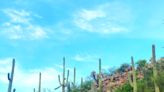 Saguaro cactuses are superstars of the Sonoran Desert | ECOVIEWS