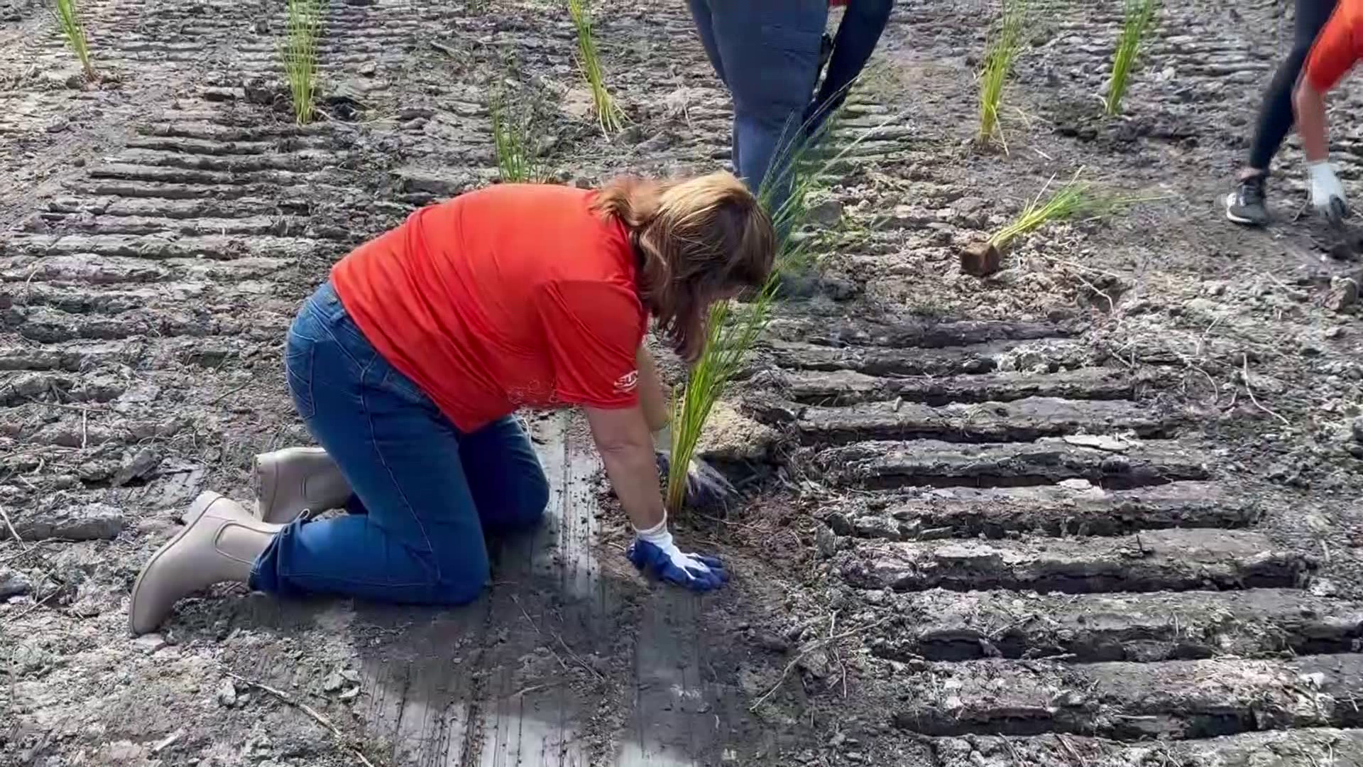 Sanibel works to complete marsh restoration