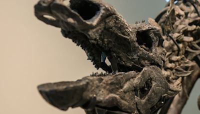 Stegosaurus Skeleton Nabs $44.6 Million At Historic Auction In New York City
